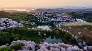 「溧阳」十思园樱花日出