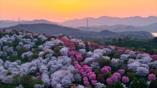 「溧阳」十思园樱花