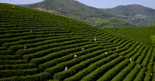「溧阳」茶园采茶