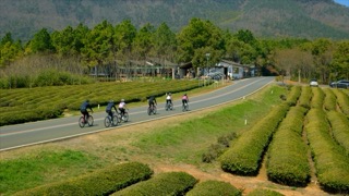 「溧阳」一号公路茶园骑行