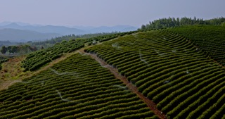 「溧阳」茶田喷洒灌溉