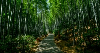 「溧阳」南山竹海风景区竹子青山绿水竹子