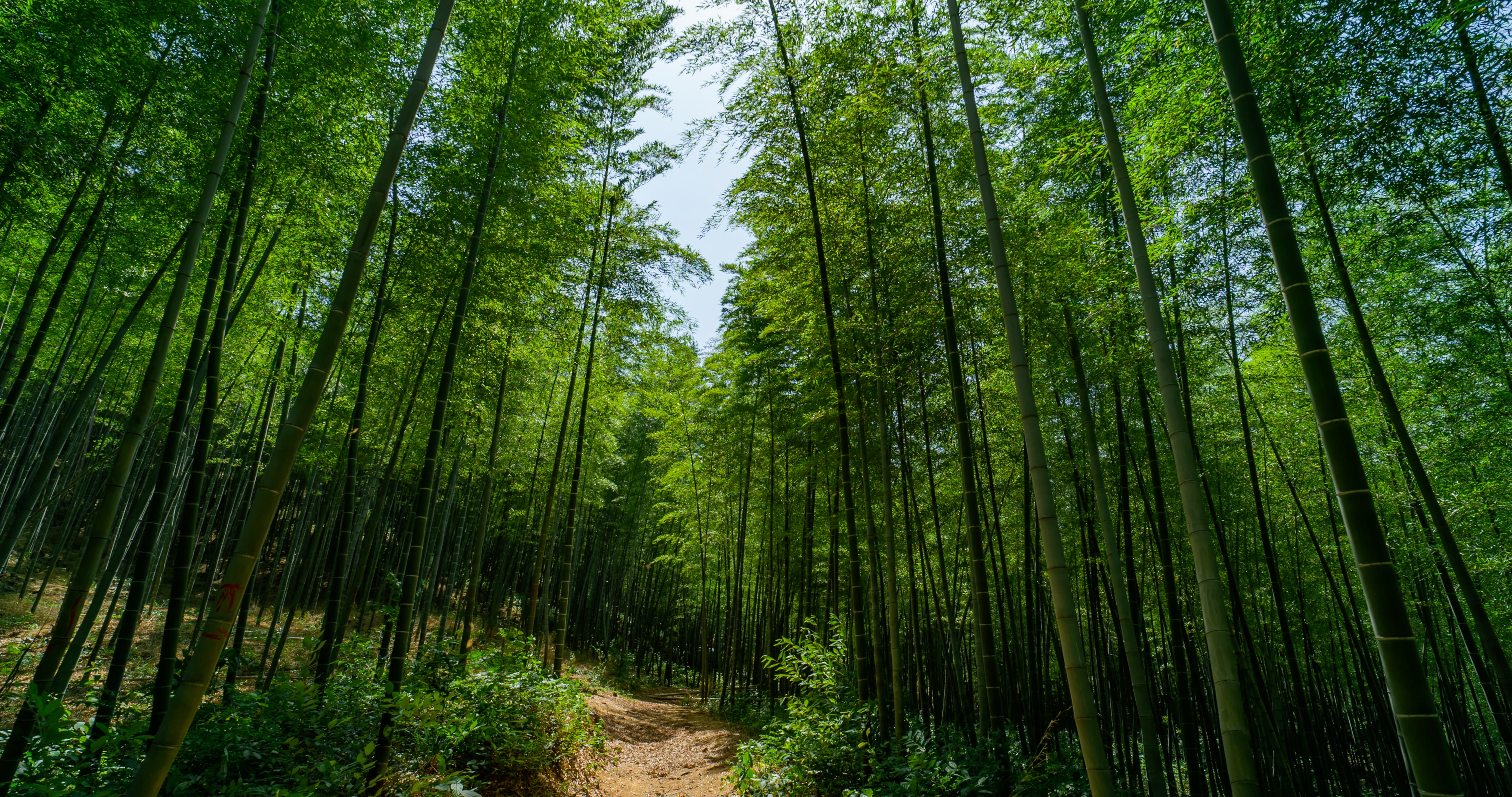 「溧阳」南山竹海风景区竹林竹子
