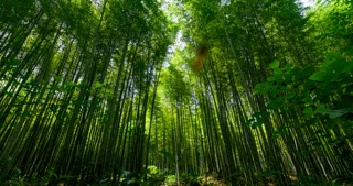 「溧阳」南山竹海风景区竹子虫子