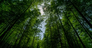 「溧阳」南山竹海风景区竹林竹子绿色