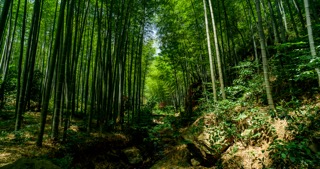 「溧阳」南山竹海竹林