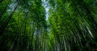 「溧阳」溧阳竹林光影婆娑