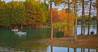 「新北」新龙生态林秋景