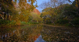 「天宁」红梅公园秋天