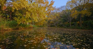 「天宁」红梅公园秋天